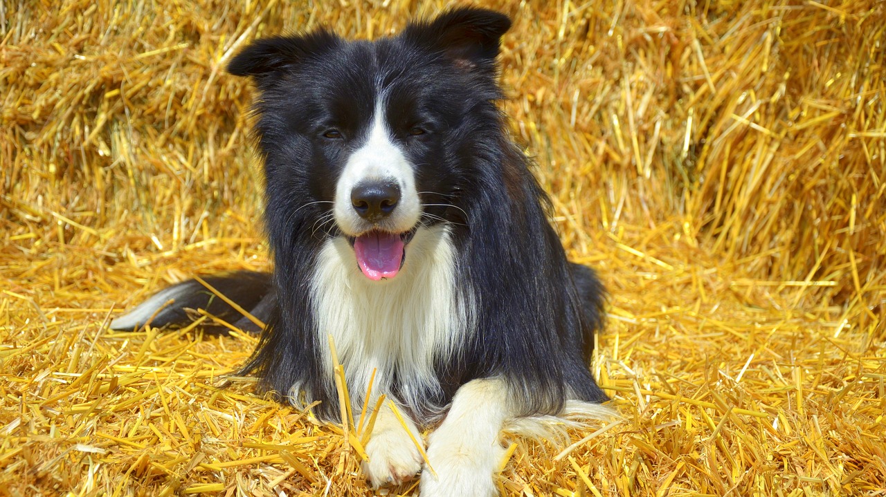 Image - dog border british sheepdog pet