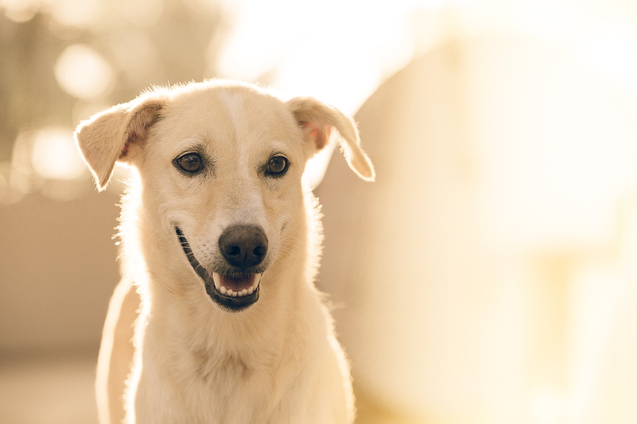 Image - adorable animal canine cute dog
