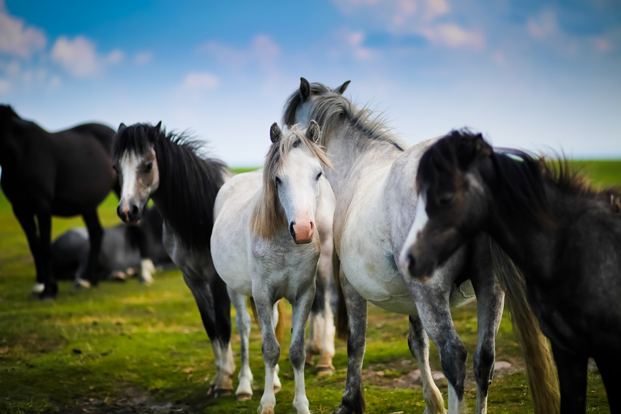 Image - animals equine farm field grass