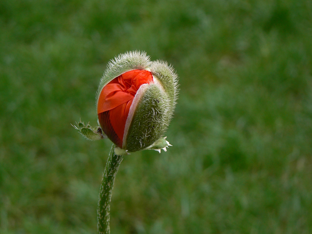 Image - poppy macro red poppy flower