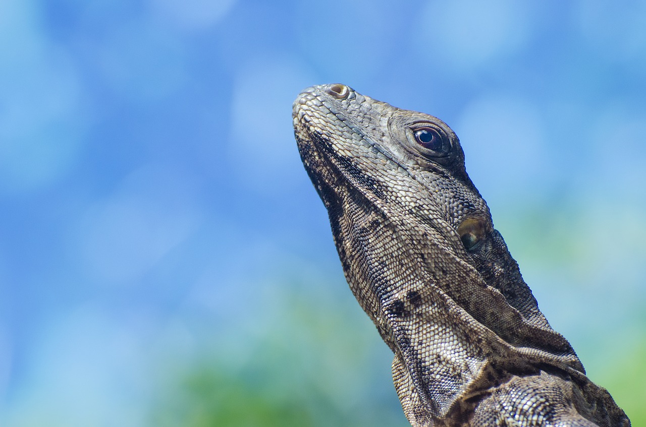Image - animal desert iguana lizard nature
