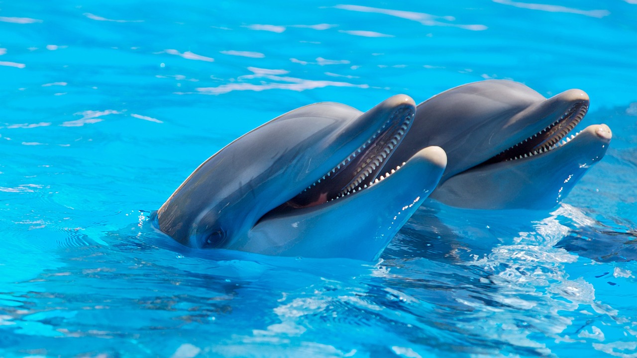 Image - animal cute dolphins fish mammals