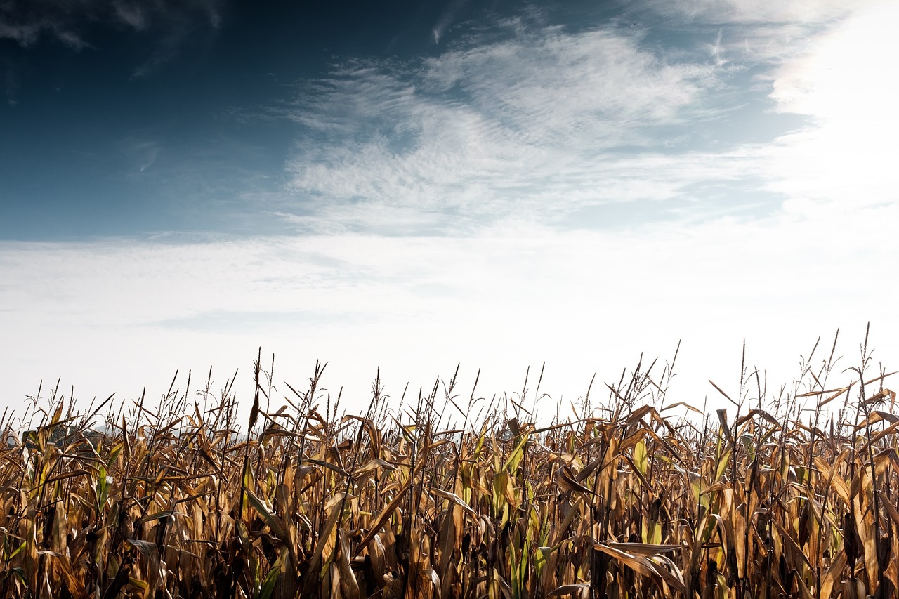Image - crop cropland farm field grass