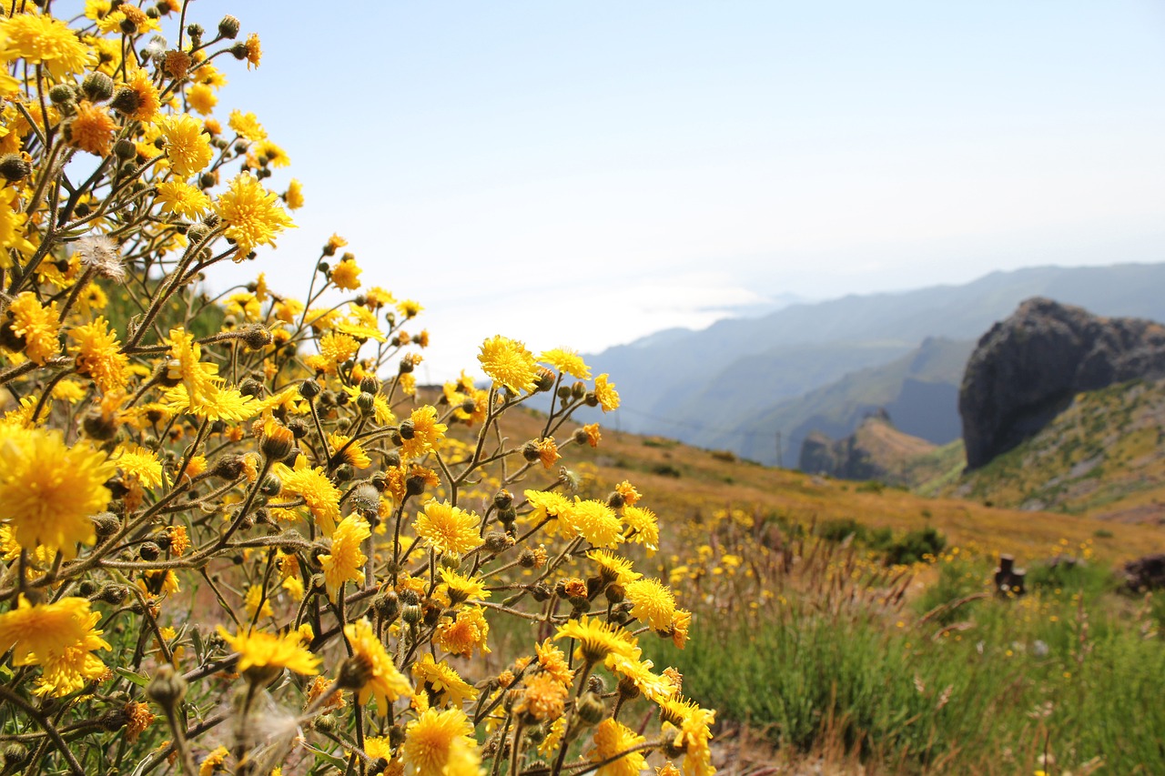 Image - mountains landscape view flower