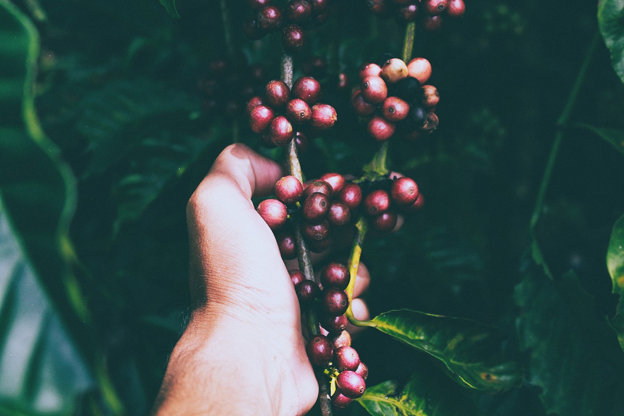 Image - blur close up fruits hand leaves