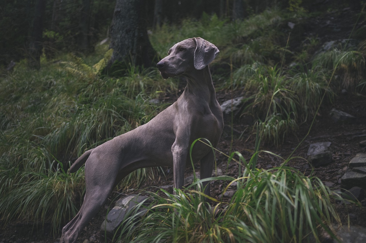 Image - animal cute daylight dog field