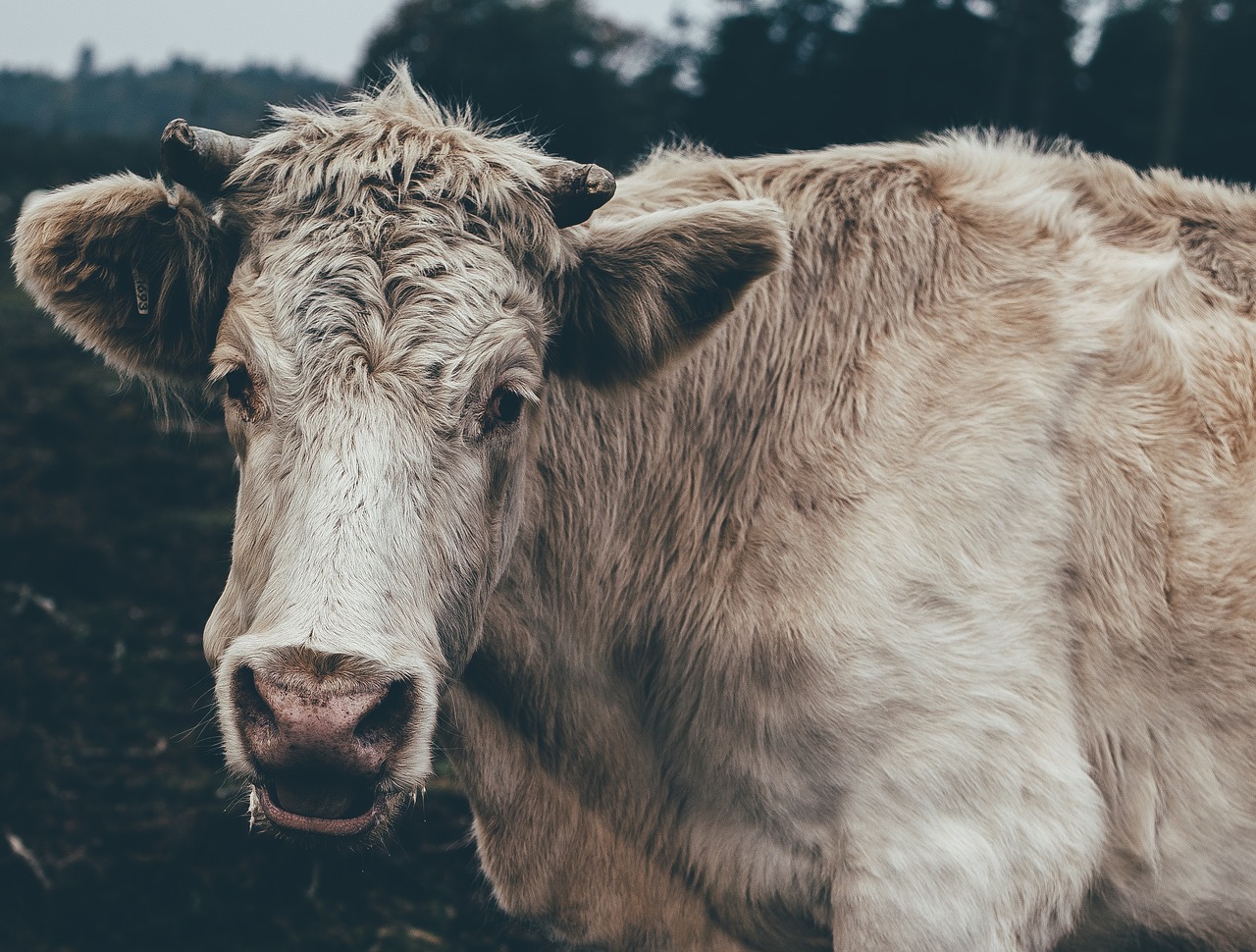Image - animal cattle close up countryside