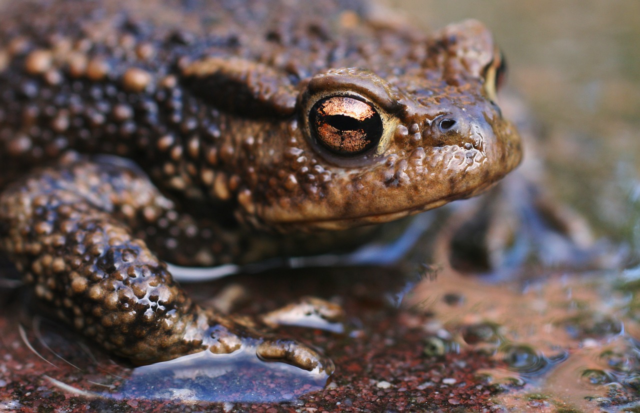 Image - animal close up frog macro toad