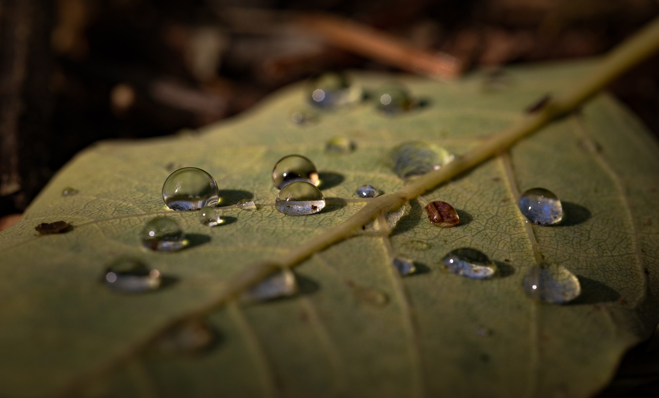 Image - leaf macro nature shadows