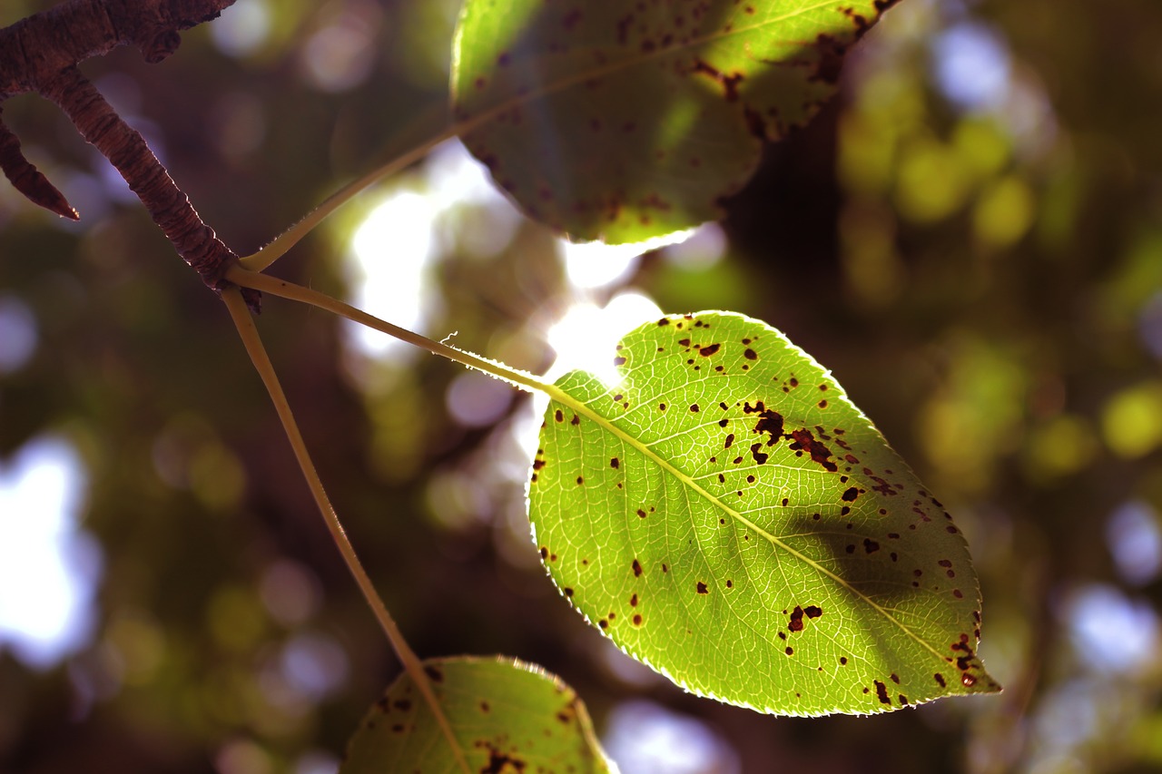 Image - green leaf leaf pear leaf