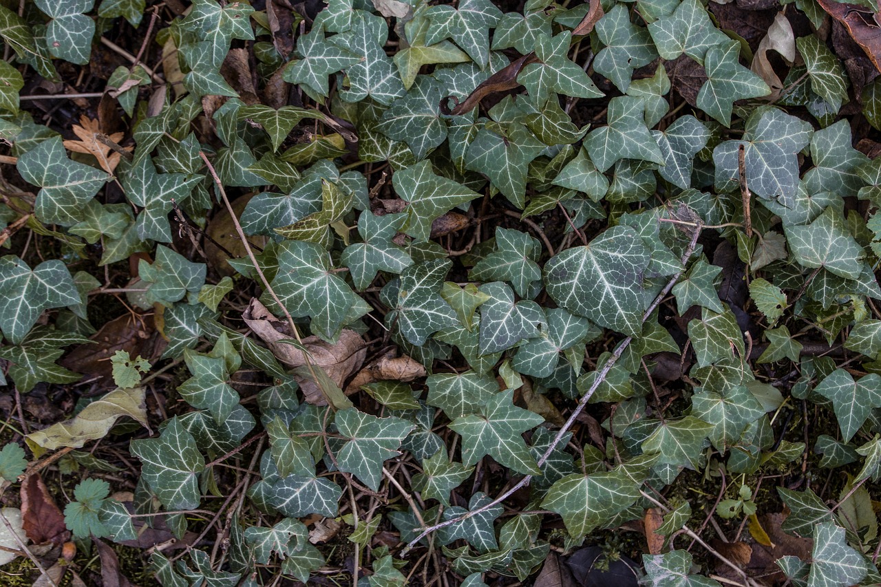 Image - autumn colours autumn leaf ivy