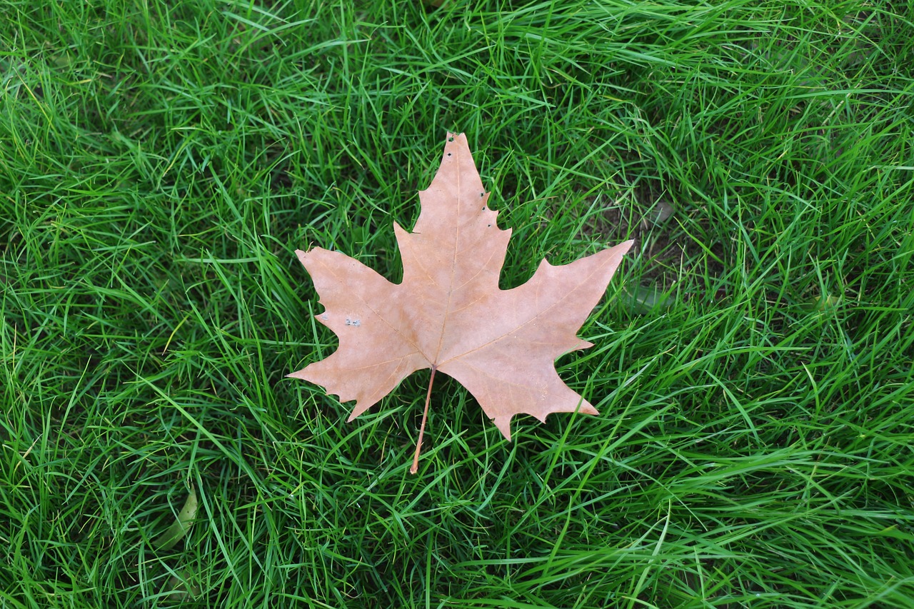 Image - grass ground lawn leaf