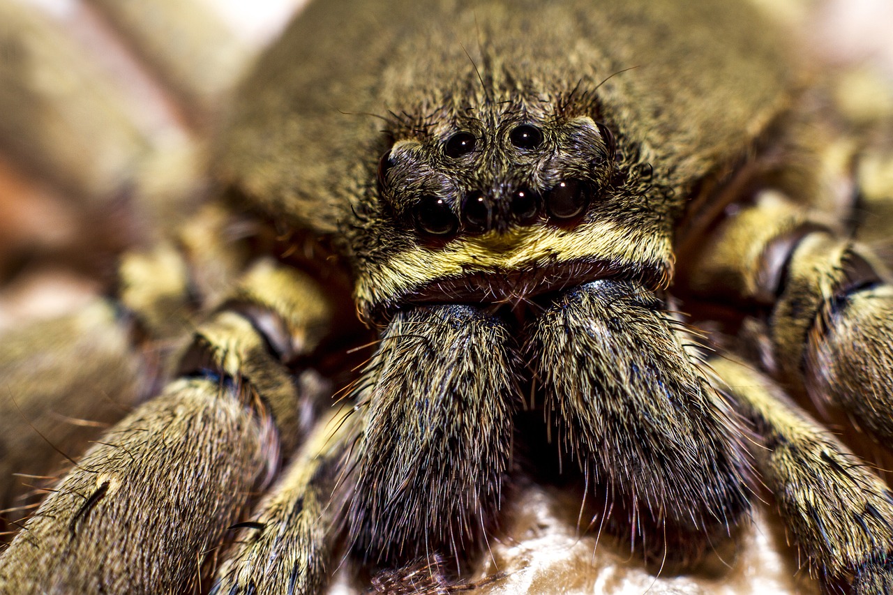 Image - eye fangs fur fur coat legs macro