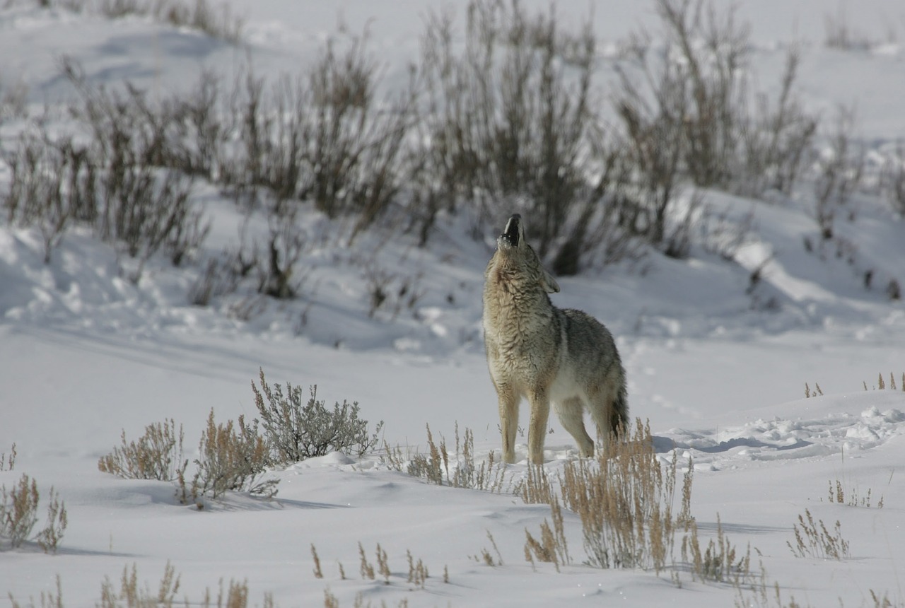 Image - coyote howling wildlife nature