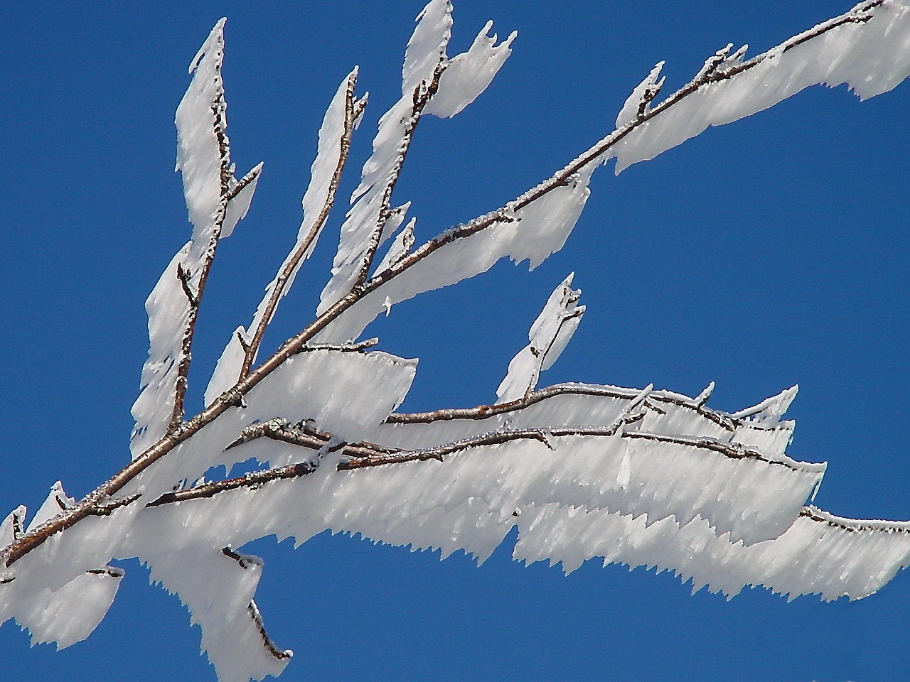 Image - ice hoarfrost aesthetic