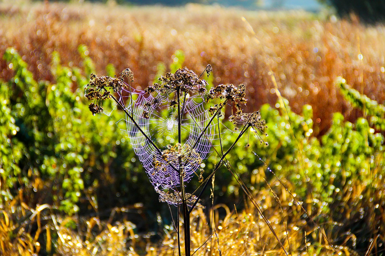 Image - flora web spider insect fields