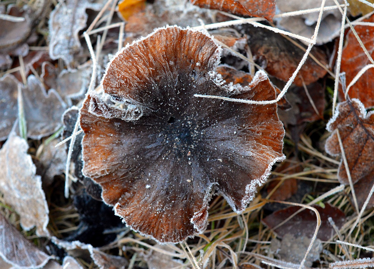 Image - mushroom nature brown forest frost