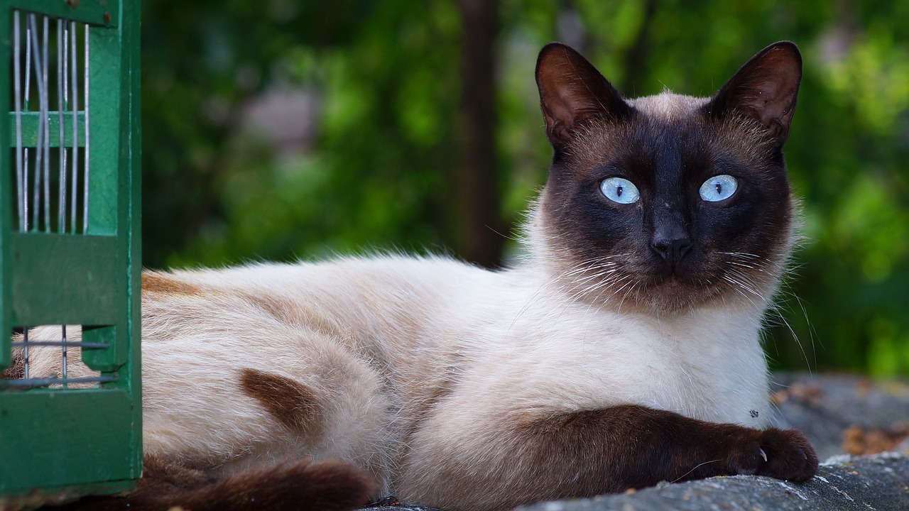 Image - cat siamese breed pet portrait