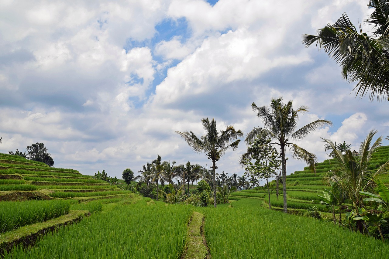 Image - bali indonesia travel rice terraces