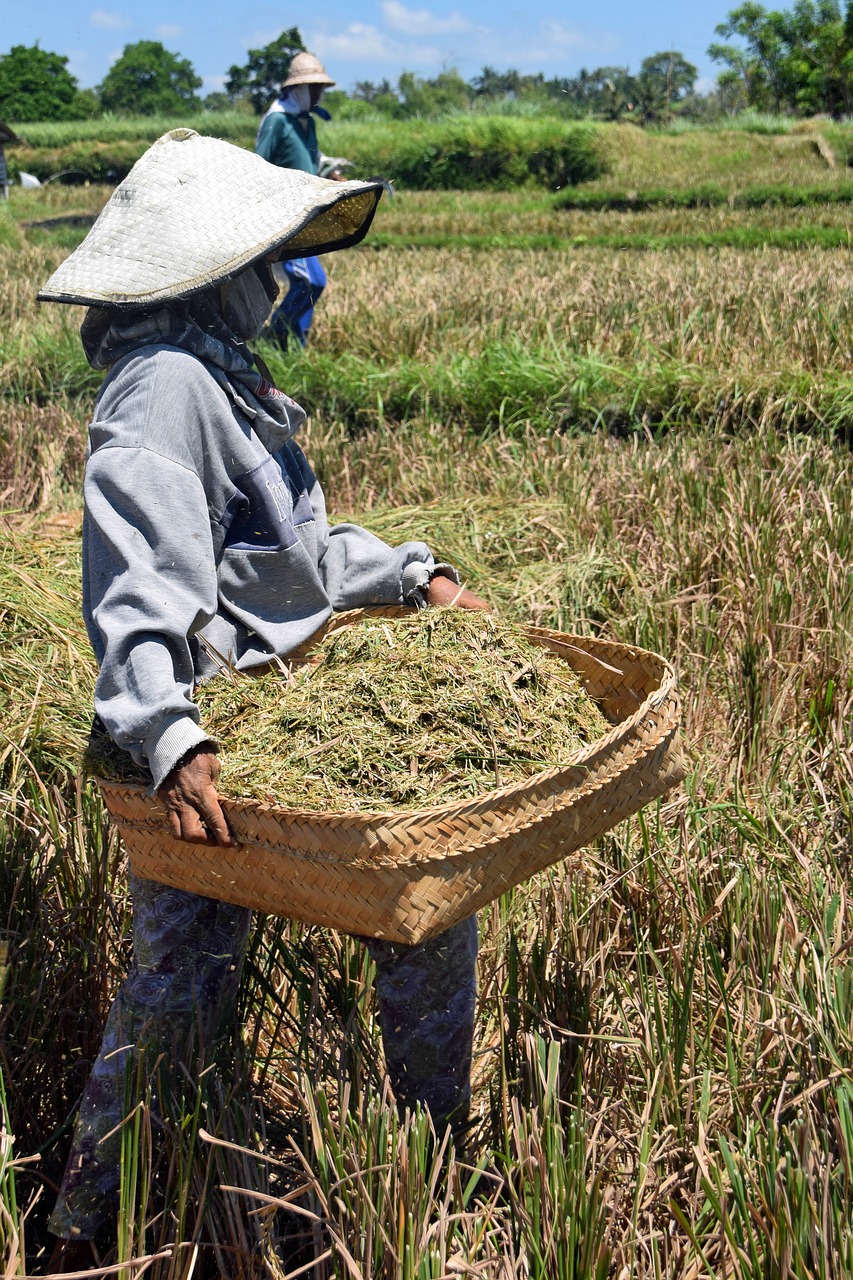 Image - bali indonesia travel rice fields