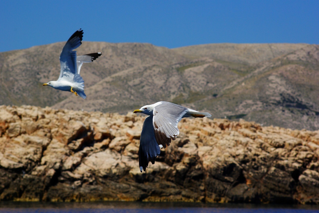 Image - sea the seagulls birds rocks