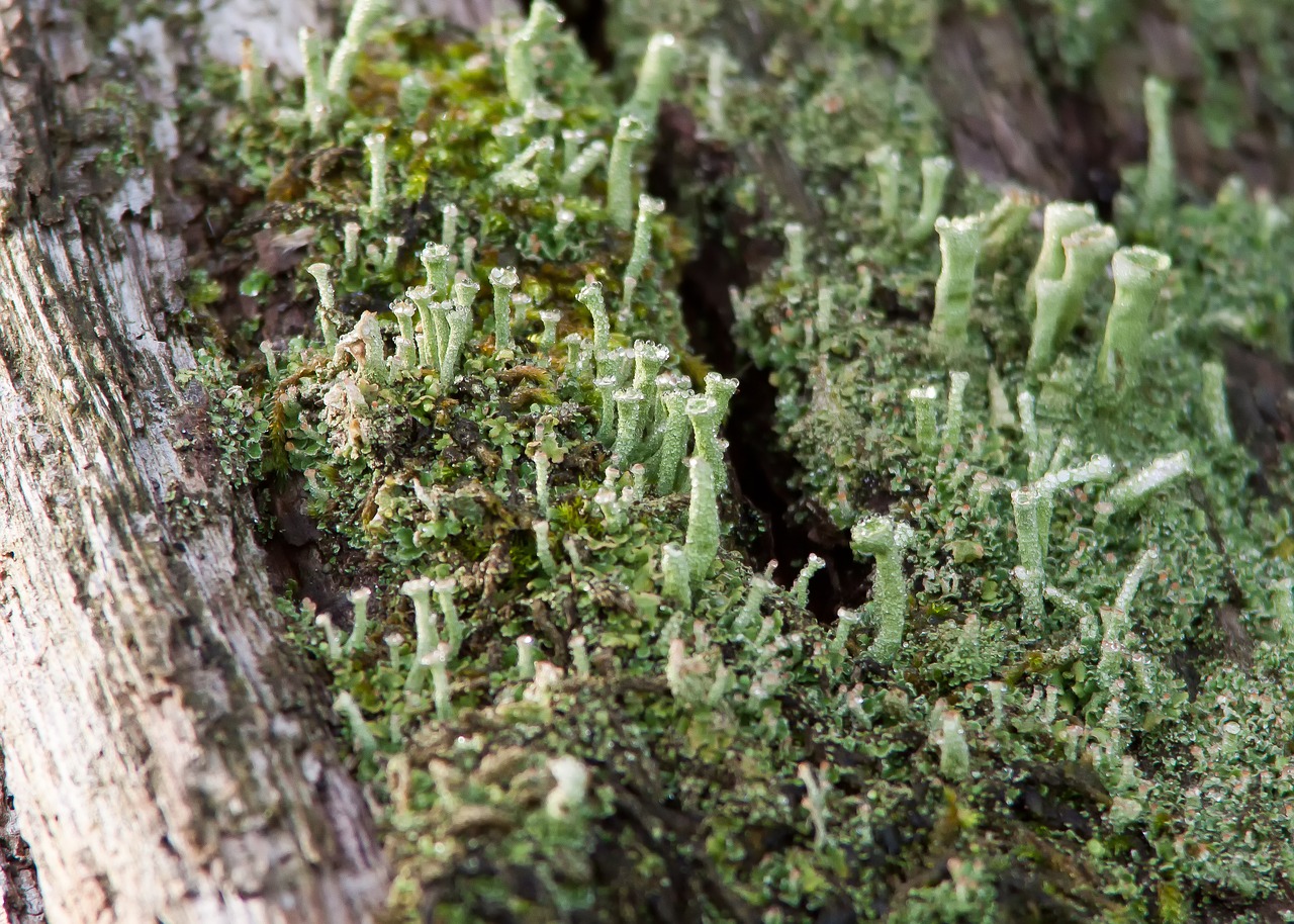 Image - lichen moss forest green nature