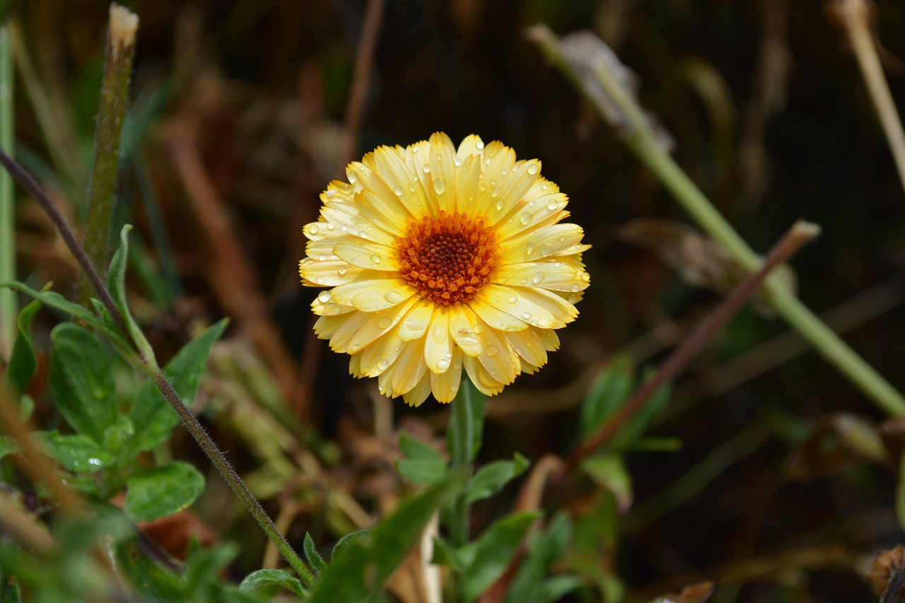 Image - daisy raindrop flower nature