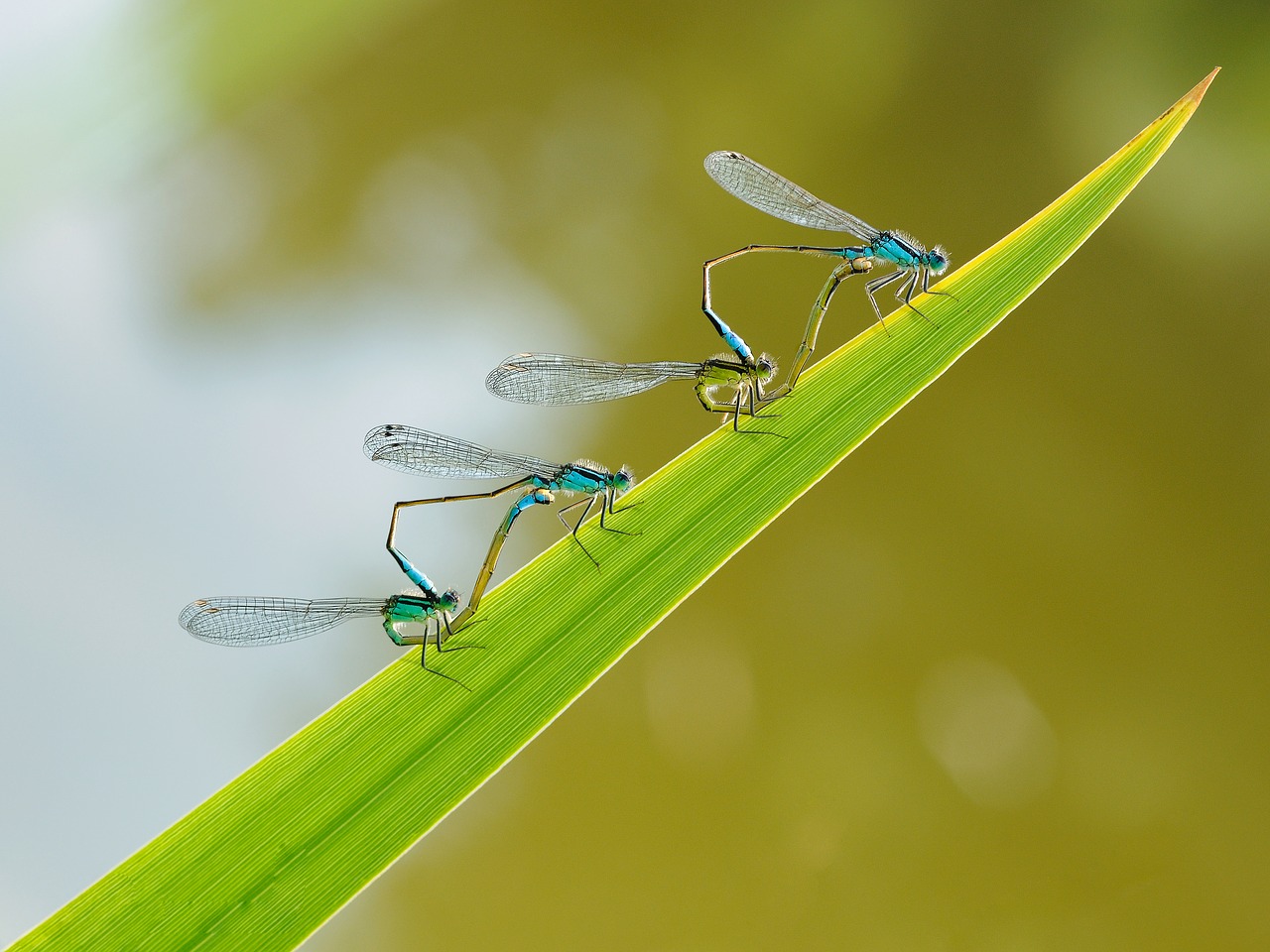 Image - insect dragonfly couple macro