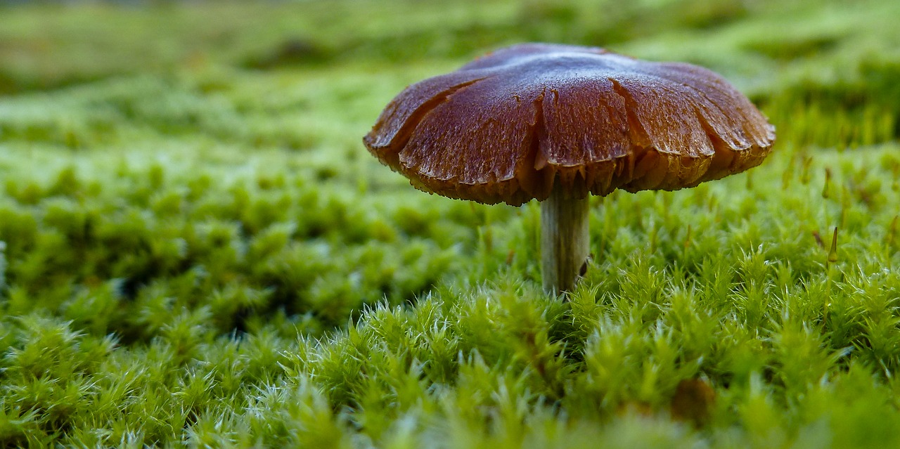Image - mushroom moos green nature forest