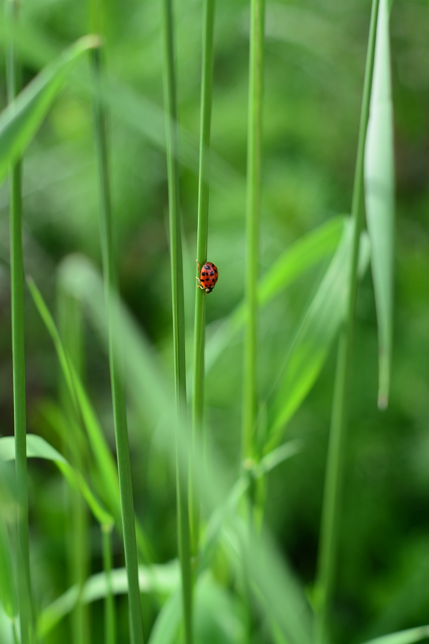 Image - ladybug green nature leaf leaves