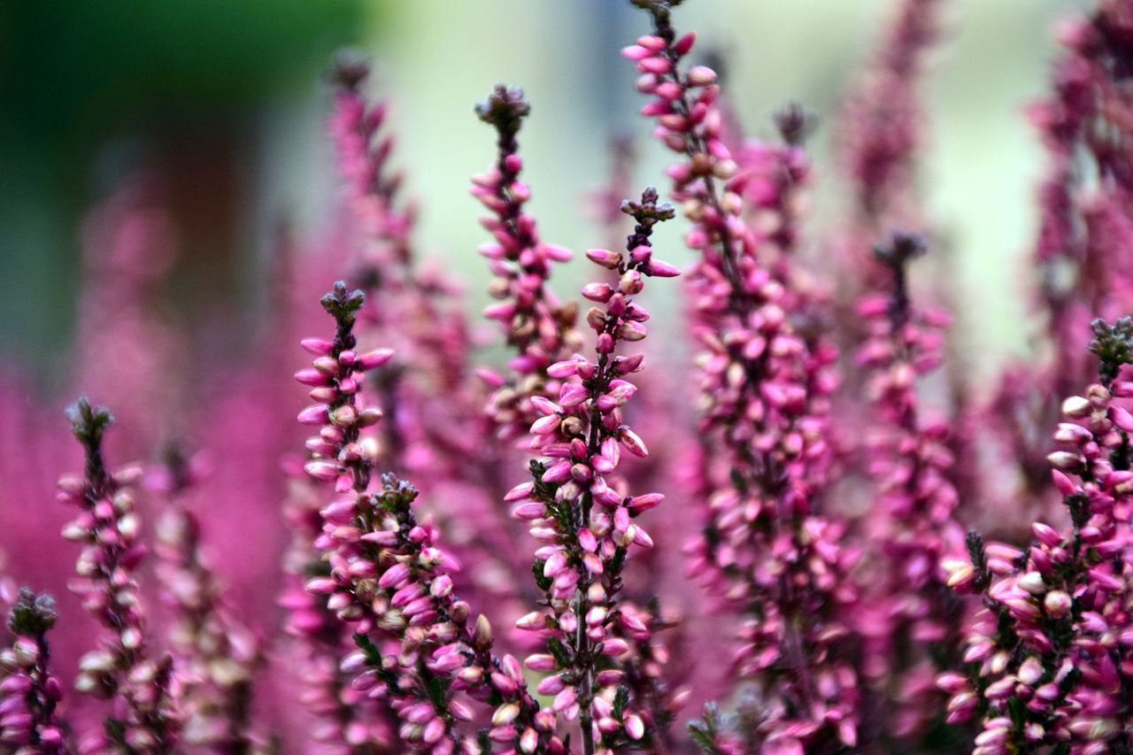 Image - erika blossom bloom heather nature