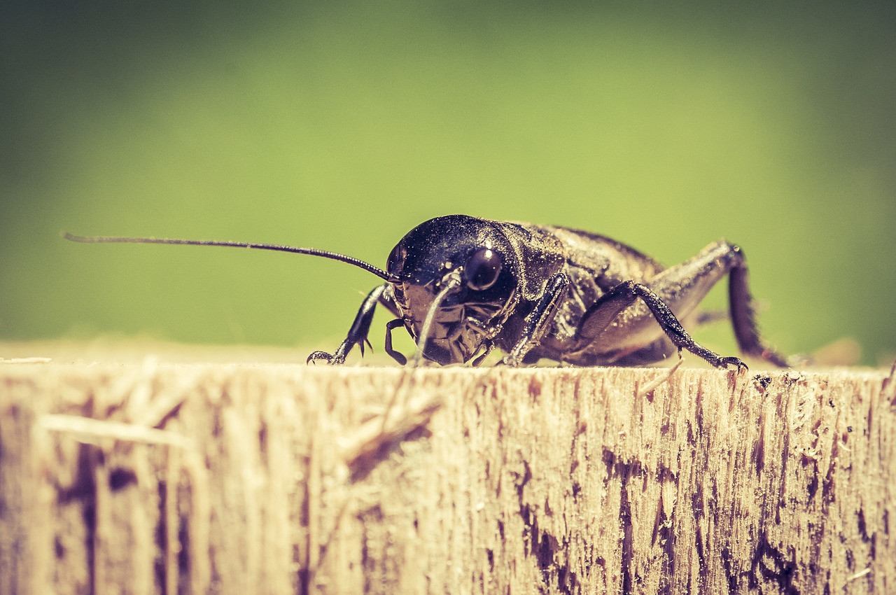 Image - beetle close insect whopper crawl