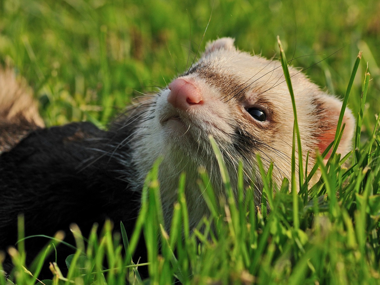 Image - ferret animal grass close up