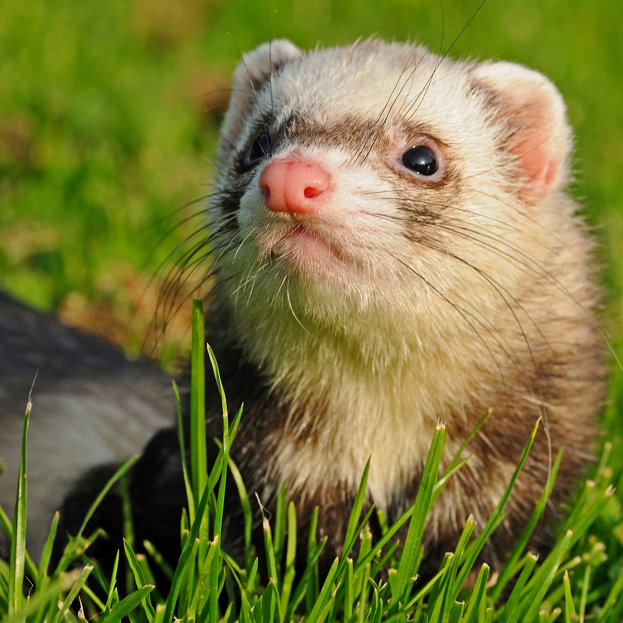 Image - ferret animal grass close up