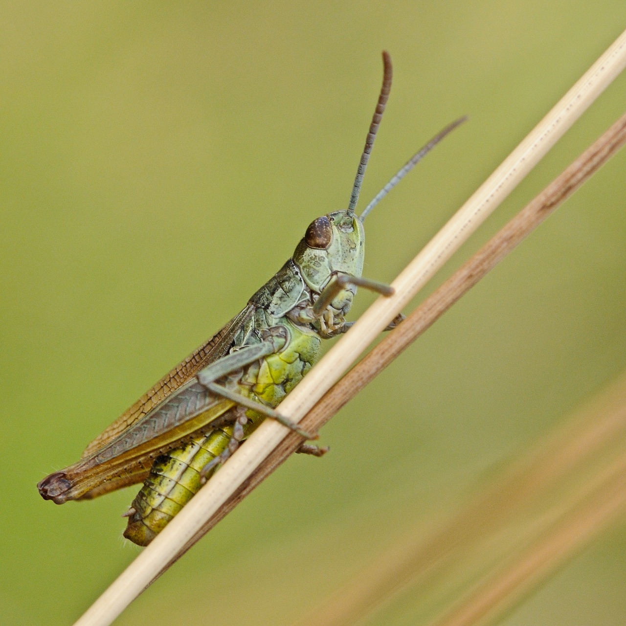 Image - desert locust insect macro