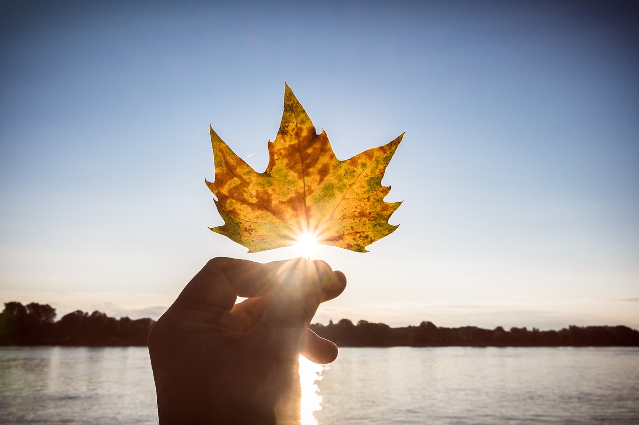 Image - autumn leaf sun back light