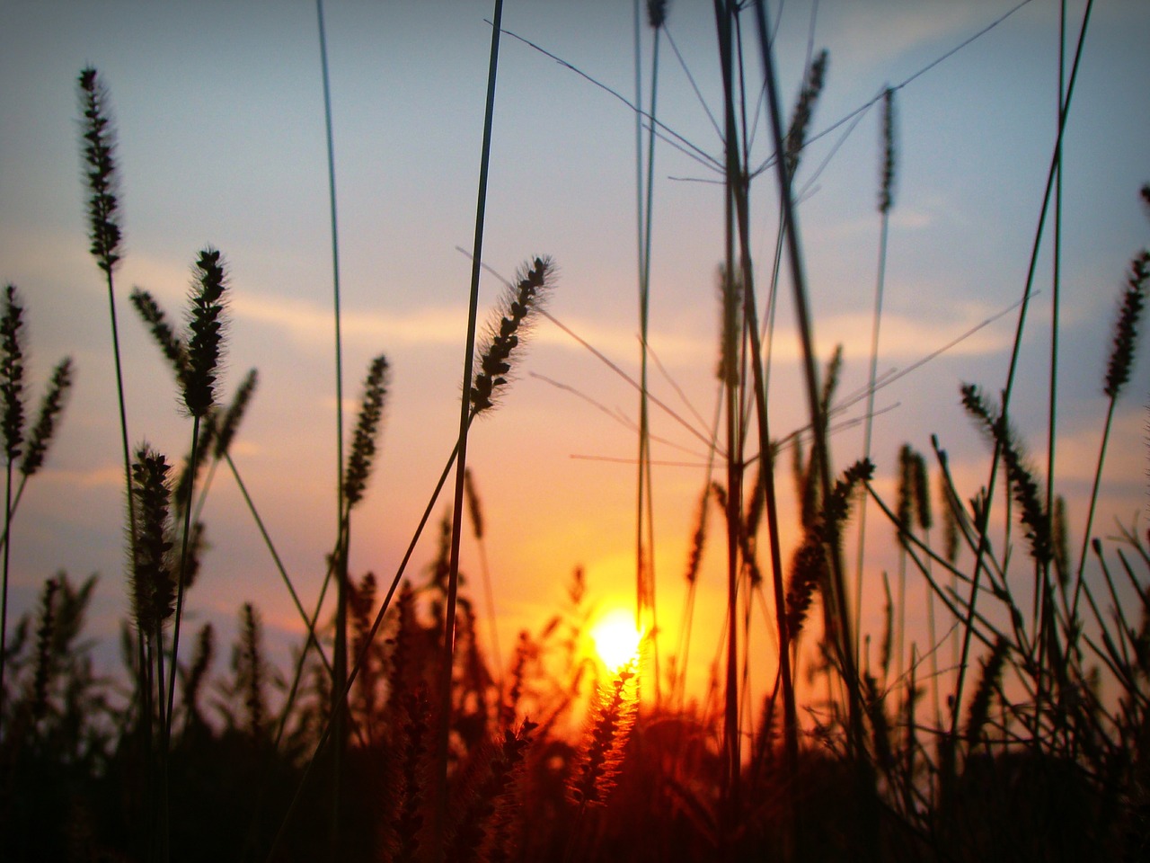 Image - sunset sun plants silhouette grass