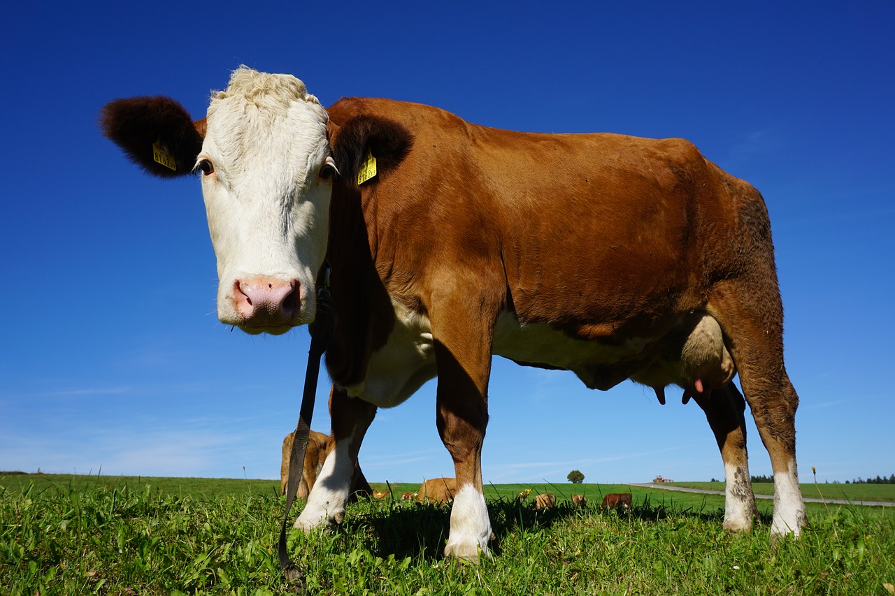 Image - cow animal cattle alm kuhschnauze