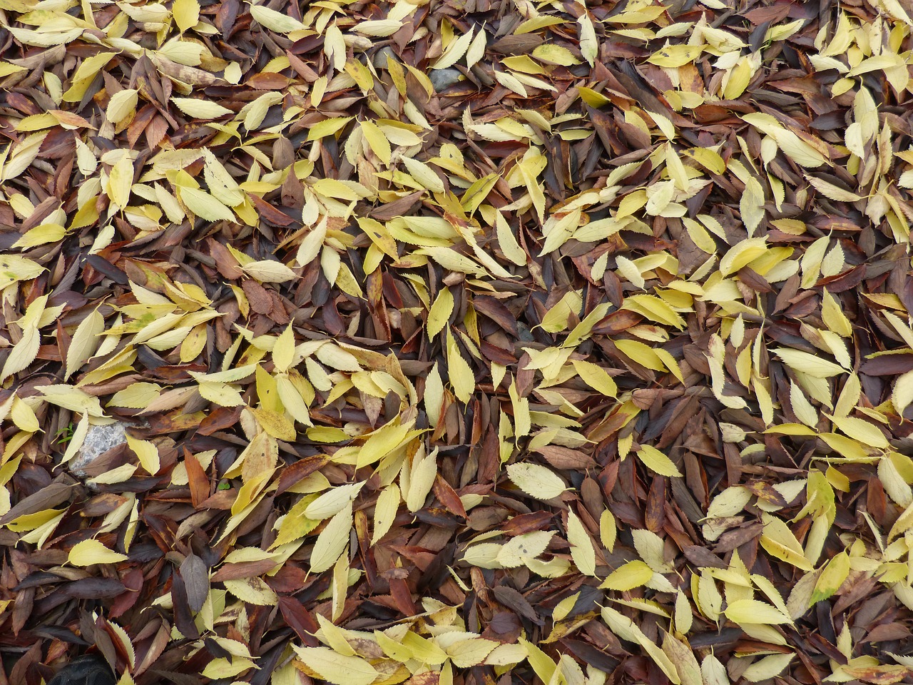 Image - leaves dead leaves falling leaves