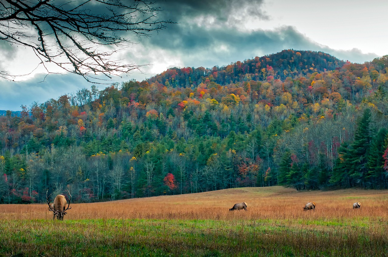 Image - north carolina meadow deer elk