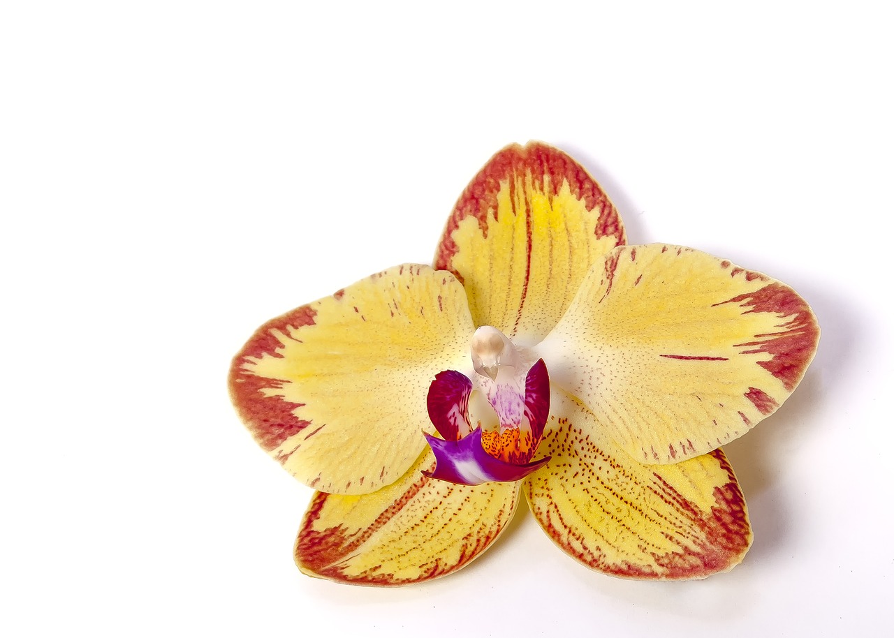 Image - phalaenopsis orchid