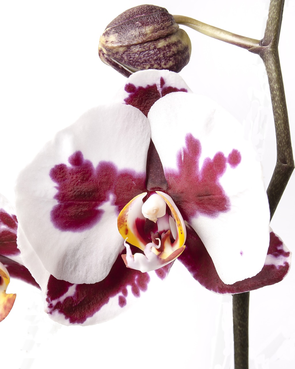 Image - phalaenopsis orchid