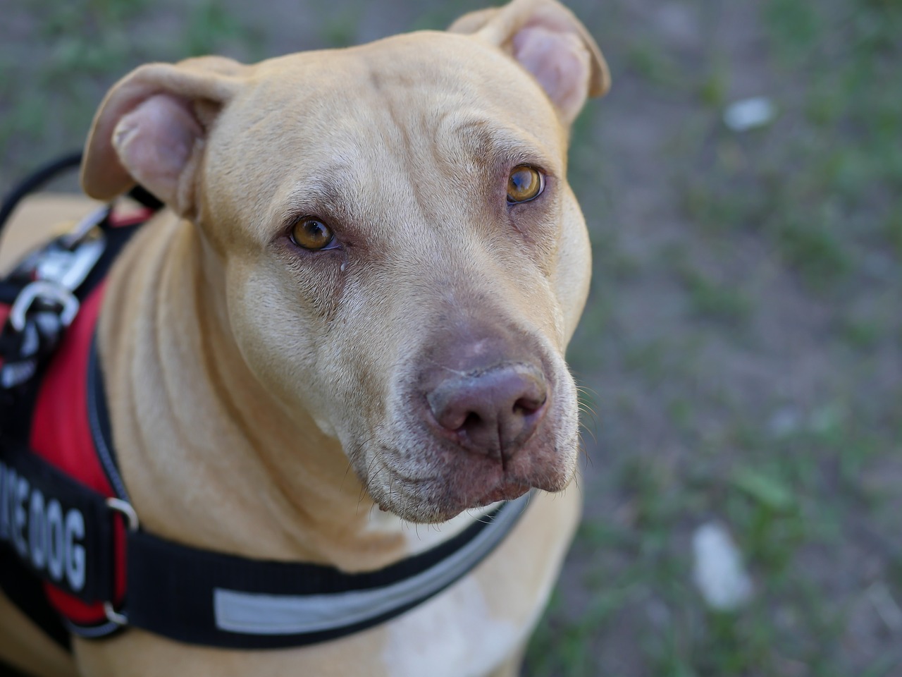 Image - pit bull service dog veterinarian