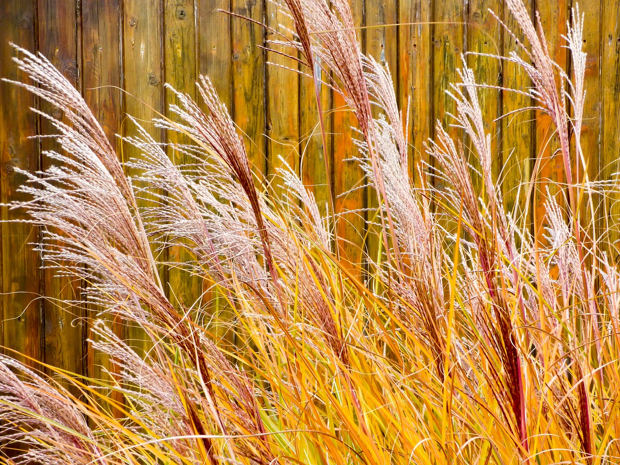 Image - bush nature plant flower garden