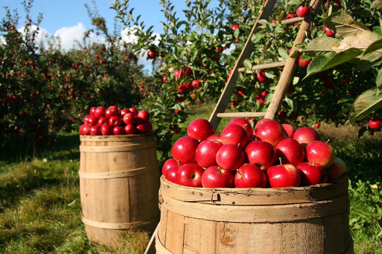 Image - orchard apple apples fruit green