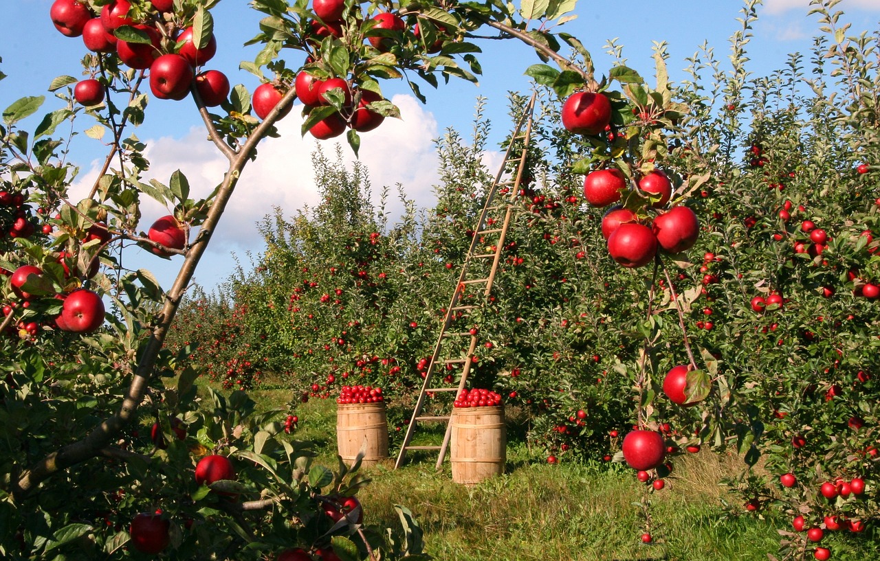 Image - apple tree orchard red green