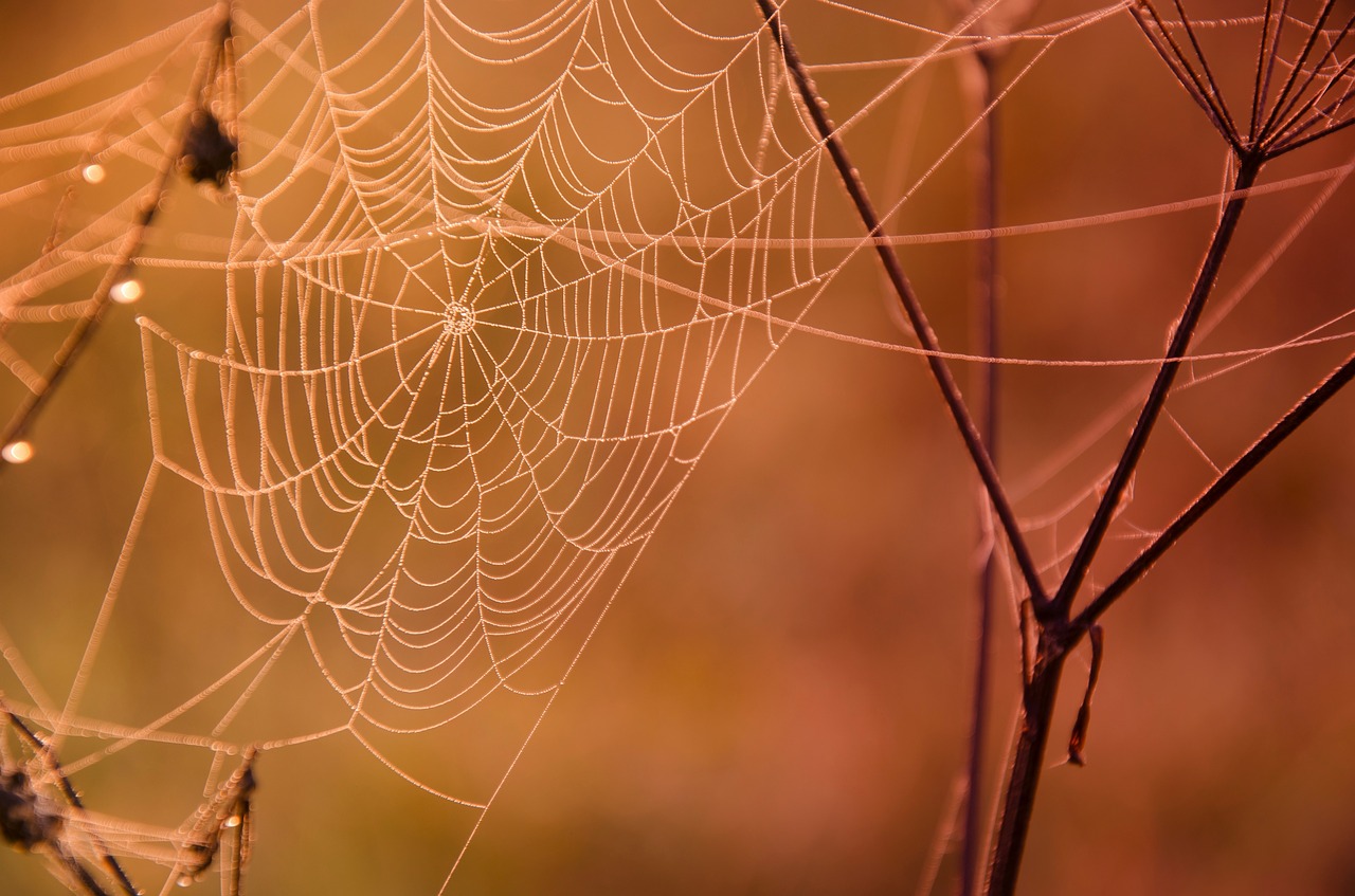 Image - web dew macro orange autumn drops