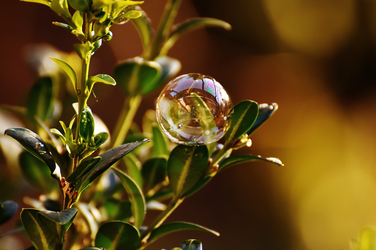 Image - soap bubble colorful buxbaum buxus