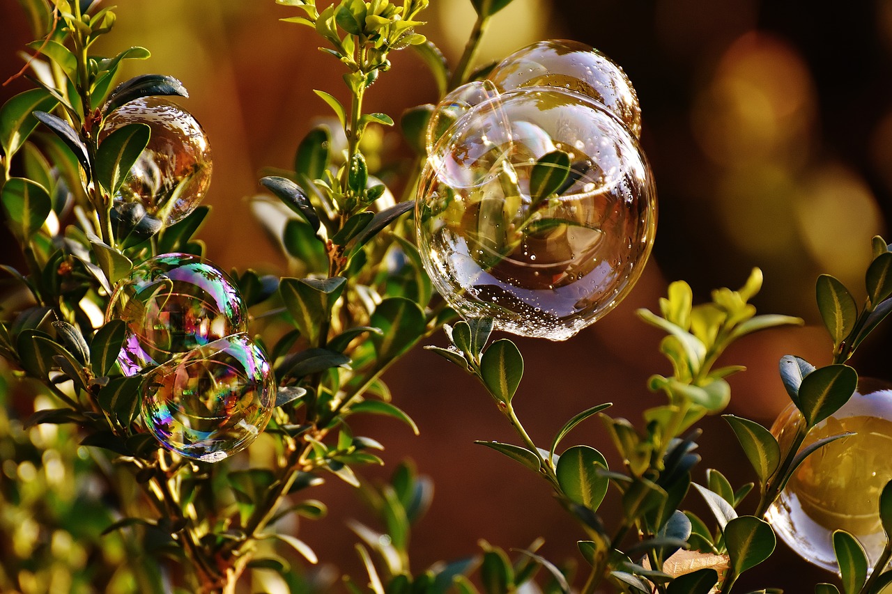 Image - soap bubble colorful buxbaum buxus