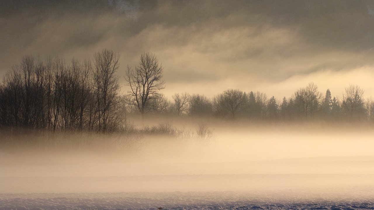 Image - fog trees winter wonderland cold